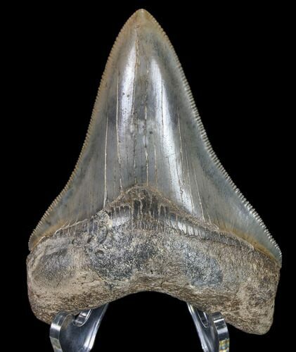 Serrated, Fossil Megalodon Tooth - Nice Color #80096